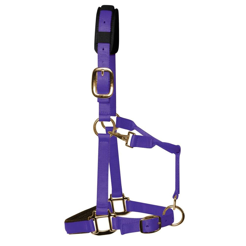 Purple Padded Head Collar