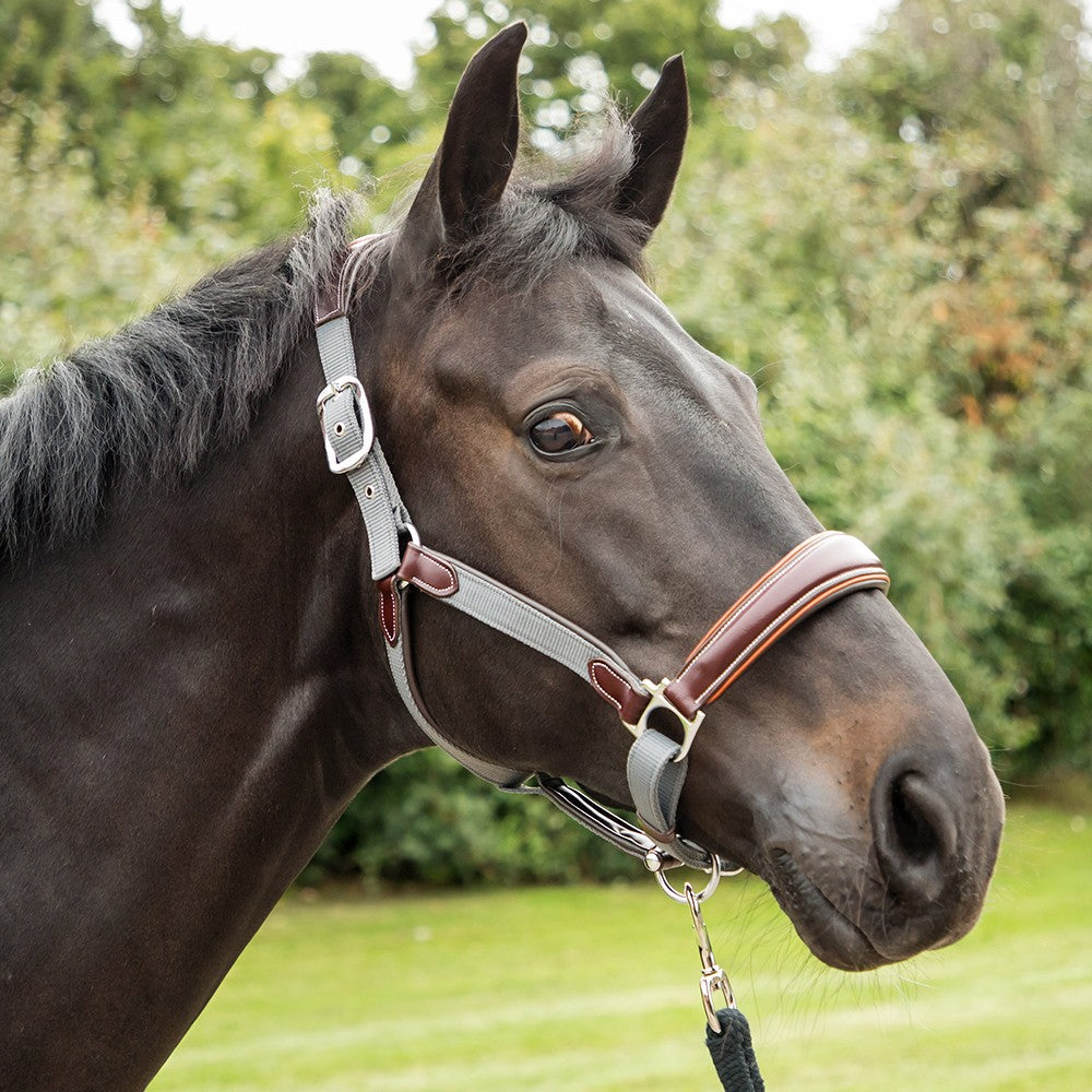 KM Elite Leather Webbing Headcollar