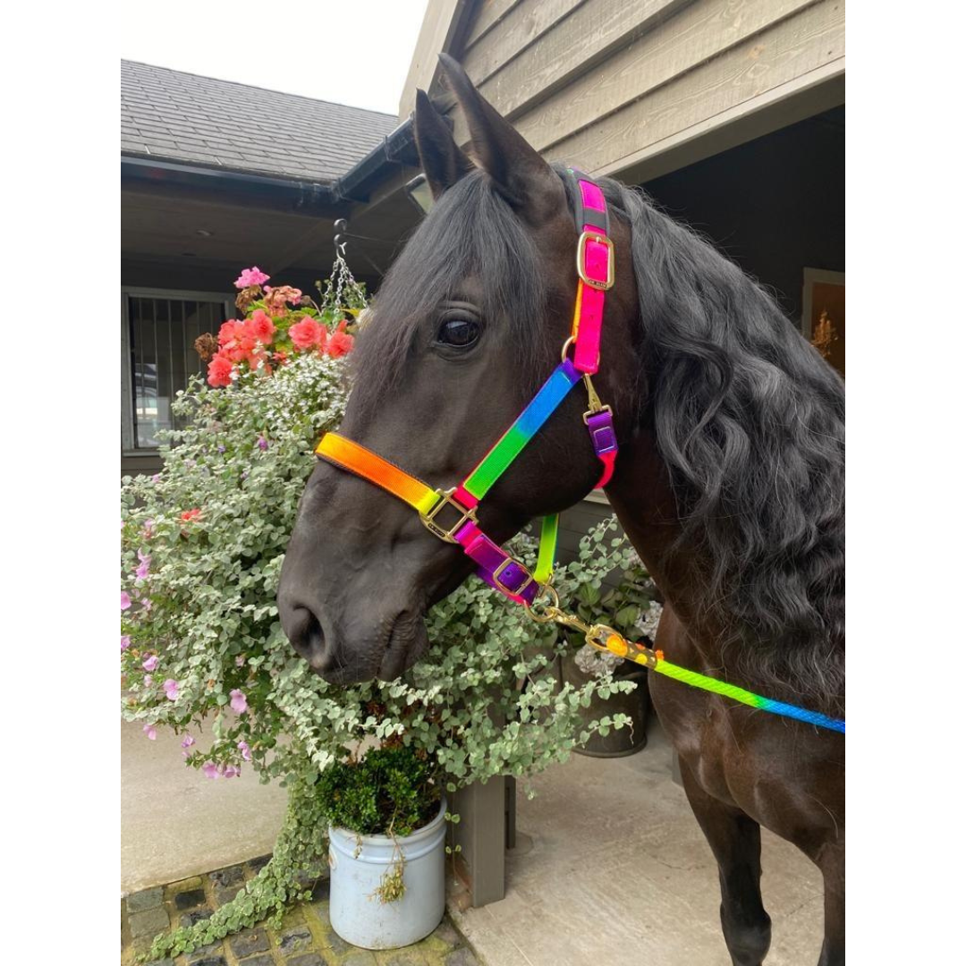 KM Padded Headcollar Rainbow Set