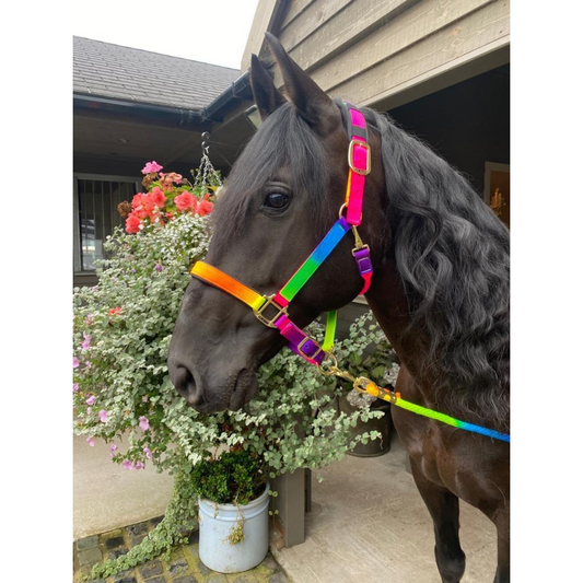 KM Padded Headcollar Rainbow Set